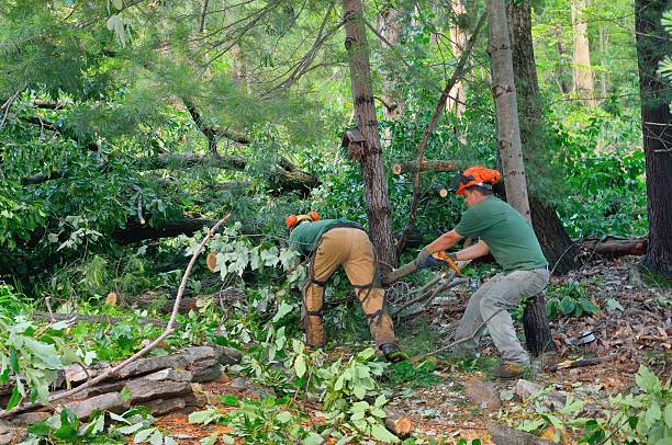 Residential Tree Removal in Great Falls Crossing, VA